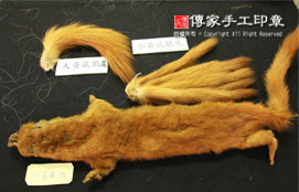 黃鼠狼毛的實際樣子實圖