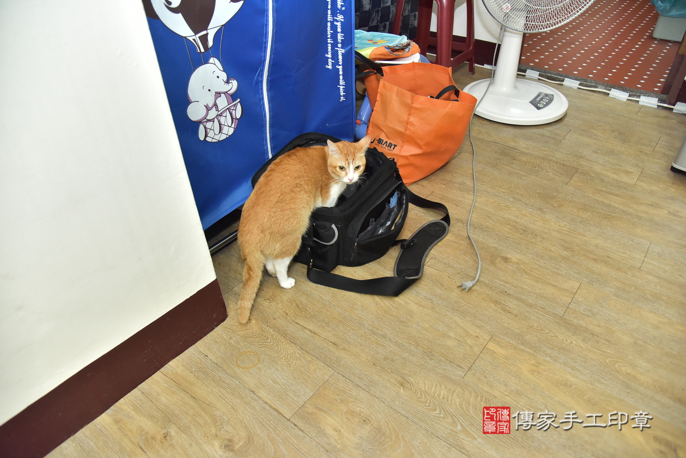 瑒瑒寶寶(新北市中和區到府嬰兒瑒瑒寶寶滿月剃頭理髮、到府嬰兒剃胎毛儀式吉祥話)。到府剃頭剃胎毛主持、專業拍照、證書。★購買「臍帶章、肚臍章、胎毛筆刷印章」贈送：剃頭、收涎、抓周，三選一。2024.12.13，照片3